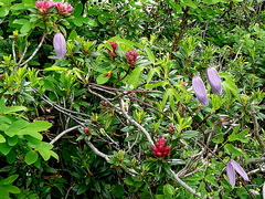 Clematis alpina