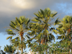 Copernicia prunifera