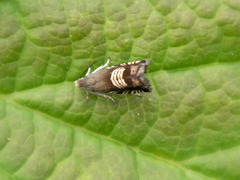 Grapholita compositella