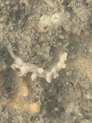 Bornella stellifera