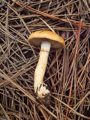 Cortinarius delibutus