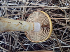 Cortinarius delibutus