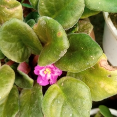 Streptocarpus ionanthus