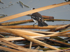 Fluvicola albiventer