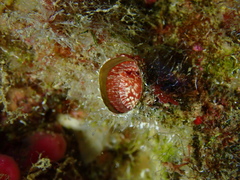 Thylacodes arenarius