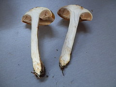 Cortinarius delibutus