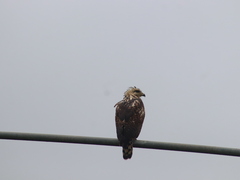 Buteogallus anthracinus