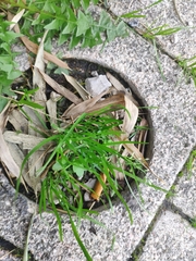 Digitaria sanguinalis