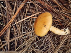 Cortinarius delibutus