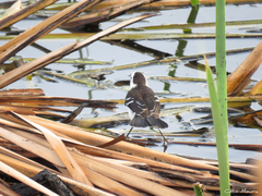 Fluvicola albiventer