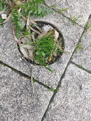 Digitaria sanguinalis