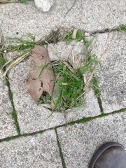 Digitaria sanguinalis