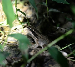 Indosylvirana nicobariensis