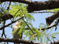 Pachyramphus aglaiae