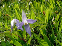 Clematis alpina