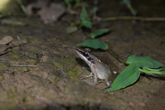 Indosylvirana nicobariensis