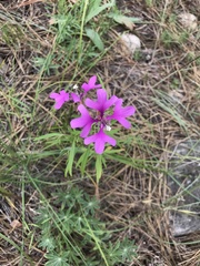 Clarkia pulchella