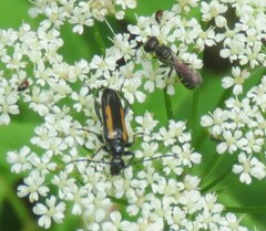 Strangalepta abbreviata