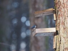 Sitta europaea