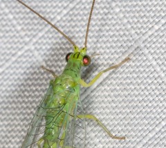 Plesiochrysa ramburi