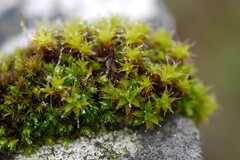 Syntrichia calcicola