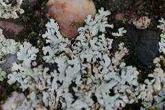 Physcia caesia