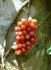 Dioscoreophyllum volkensii