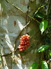 Dioscoreophyllum volkensii