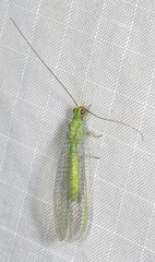 Plesiochrysa ramburi