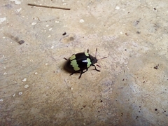 Barytopus lunulatus