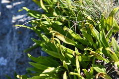 Lepisorus ussuriensis