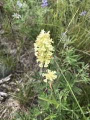 Penstemon confertus