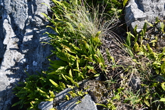 Lepisorus ussuriensis