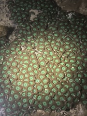 Zoanthus sansibaricus