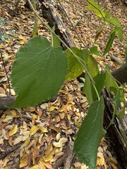 Morus rubra