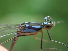 Cyanallagma bonariense