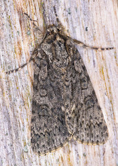 Acronicta megacephala