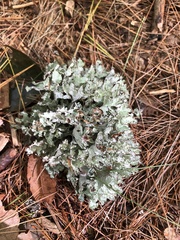 Platismatia tuckermanii