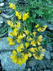 Coronilla vaginalis