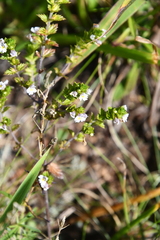 Euphrasia maximowiczii