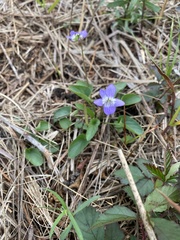 Viola missouriensis