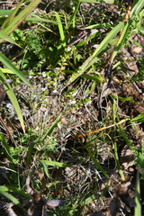 Euphrasia maximowiczii