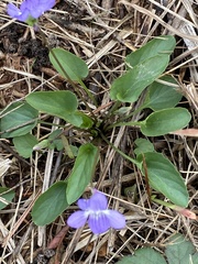 Viola missouriensis