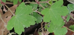 Geranium rotundifolium