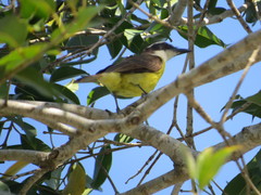 Pitangus sulphuratus