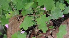 Geranium rotundifolium
