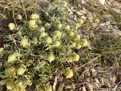 Teucrium rouyanum
