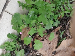 Geranium rotundifolium