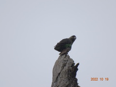 Poicephalus robustus