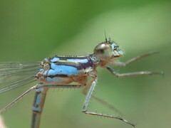 Cyanallagma bonariense